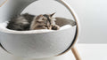 Cama para gatos